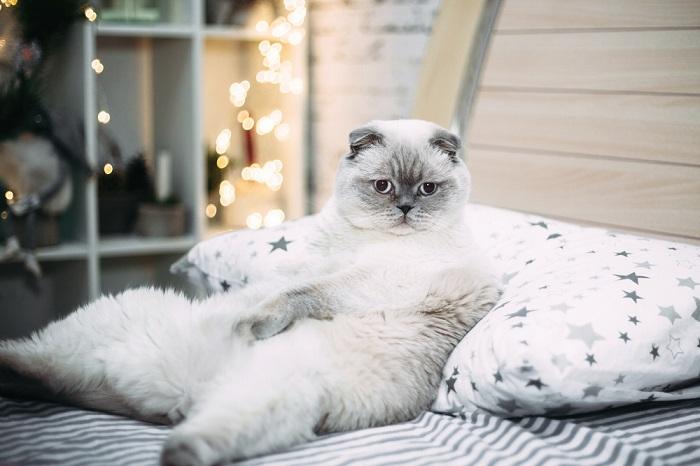 Un gros chat écossais blanc est couché dans son lit