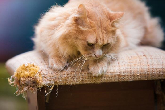 Dégâts causés aux meubles par un chat