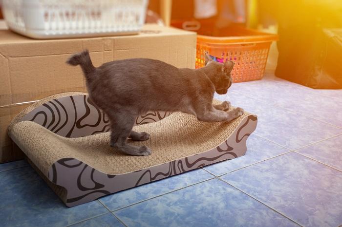 Chat gris se grattant les ongles sur un griffoir en carton