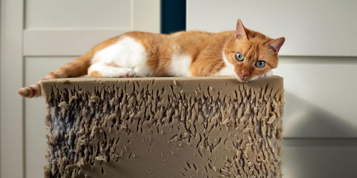 Chat agressif assis sur un tabouret en mousse déchiré