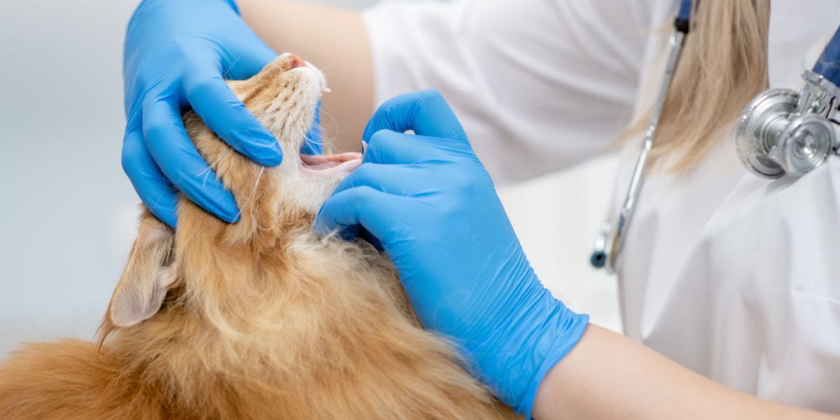 Provoquer des vomissements chez le chat