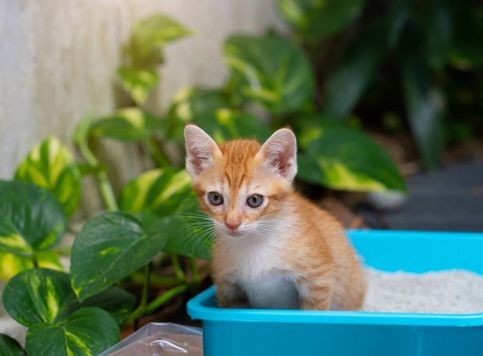 Petit chat orange assis en train de faire pipi sur la litière pour chat