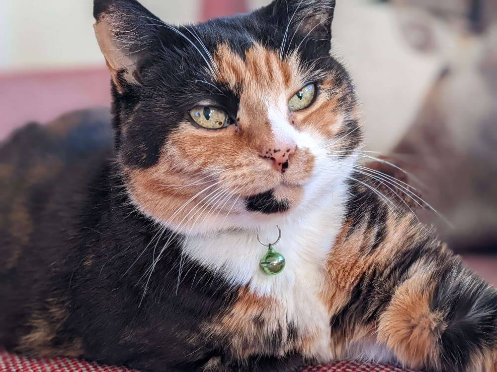 Le chat écaille de tortue et blanc du Dr Youens, Pi.