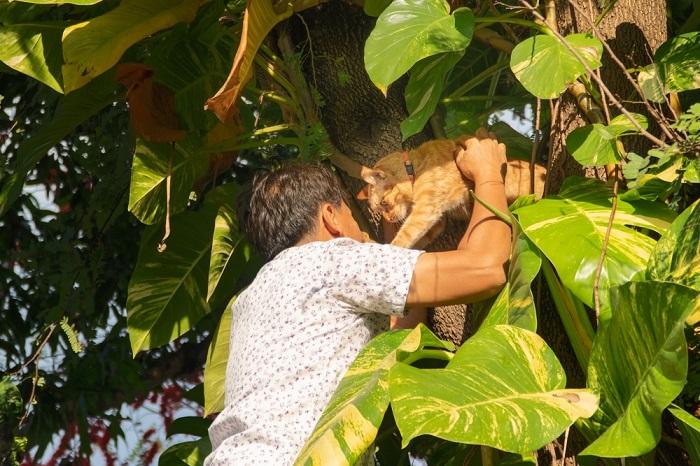 Un homme sauve un chat coincé dans un arbre, montrant son attention et son assistance