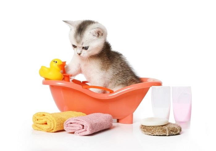 Un chaton écossais prend un bain