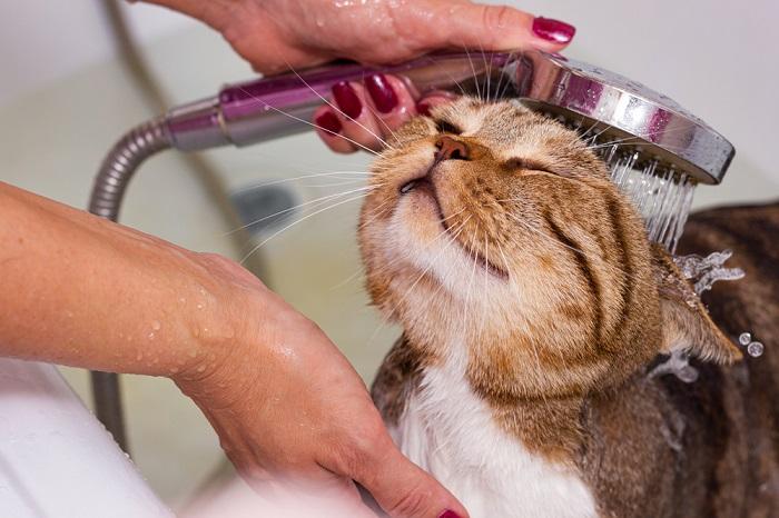 Un chat tigré écossais prend une douche