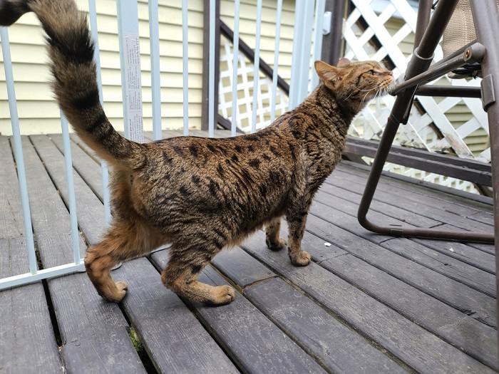 Fesses de chat serval