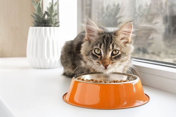 Chaton tigré mangeant dans un bol orange