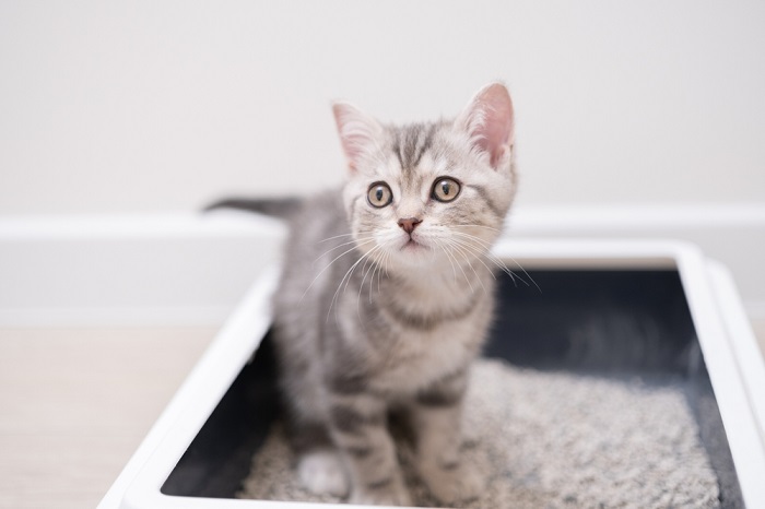 Le chaton est assis dans la litière