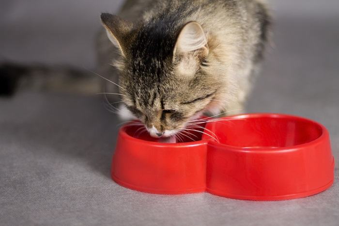 beau chat buvant dans un bol