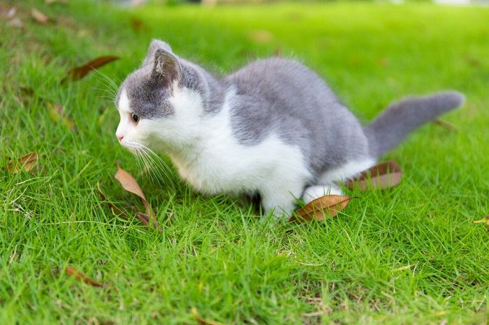 chaton bleu et blanc qui fait pipi sur l'herbe