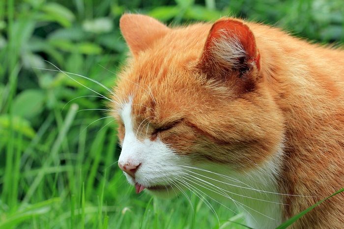 le chat a des nausées