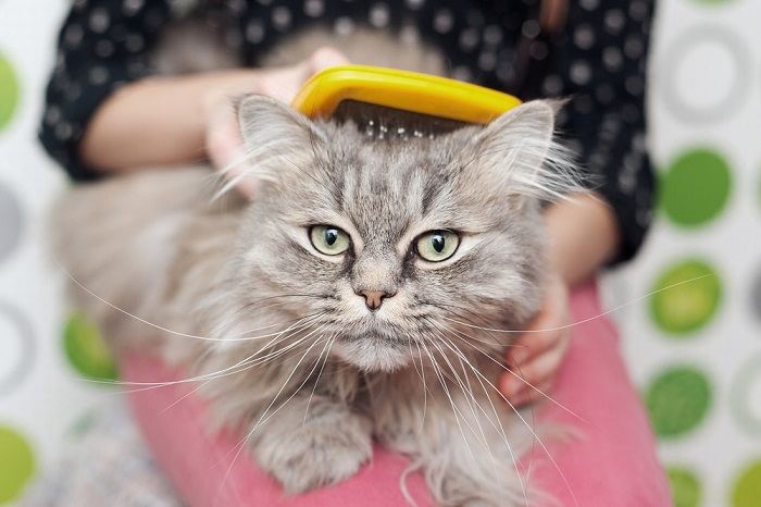 toilettage de chat