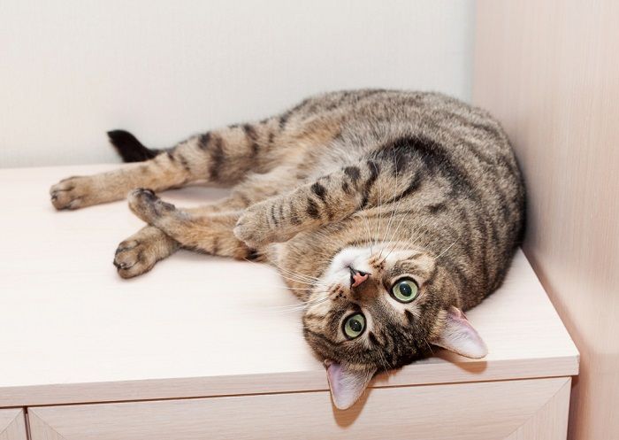 chat couché sur la commode