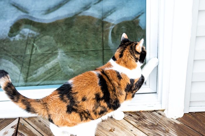 chat qui gratte à la porte