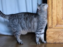 cat rubs against the corner of the closet