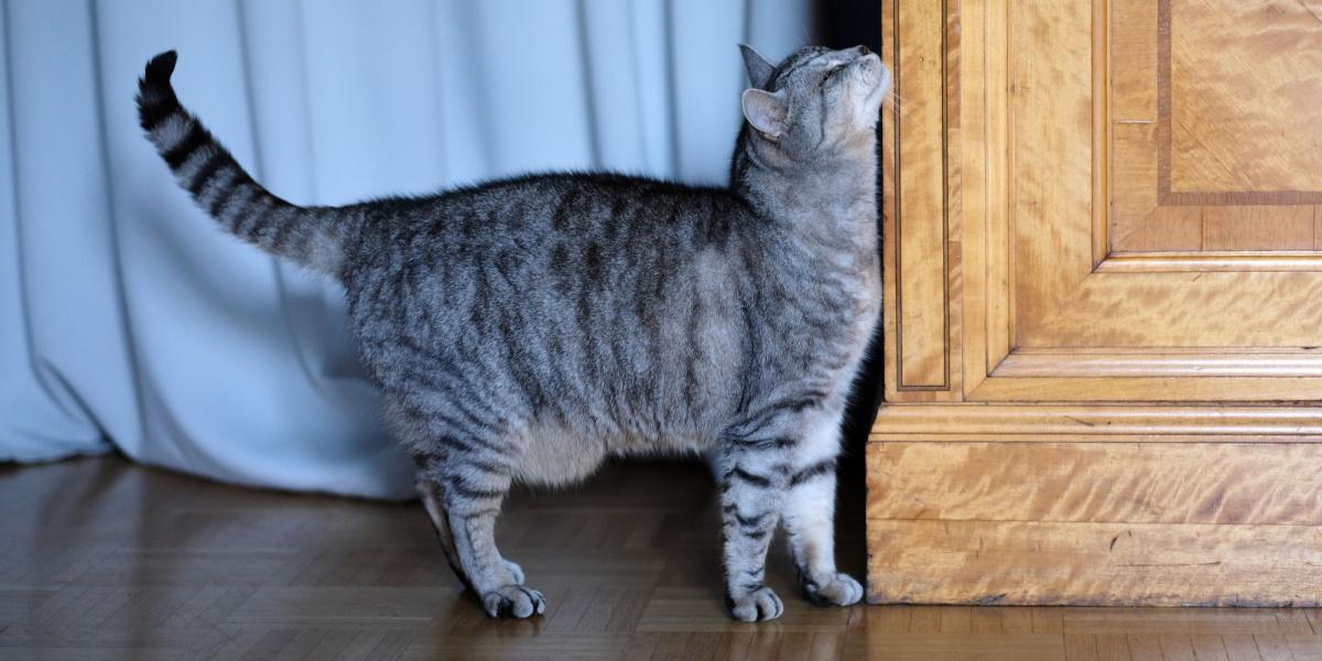 le chat se frotte contre le coin du placard