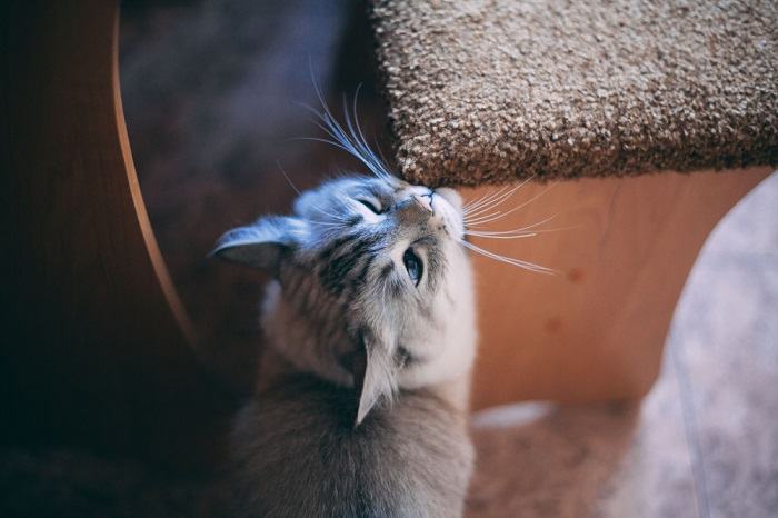 le chat frotte son museau sur le bord de la chaise