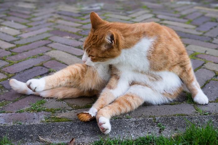 chat qui se déplace