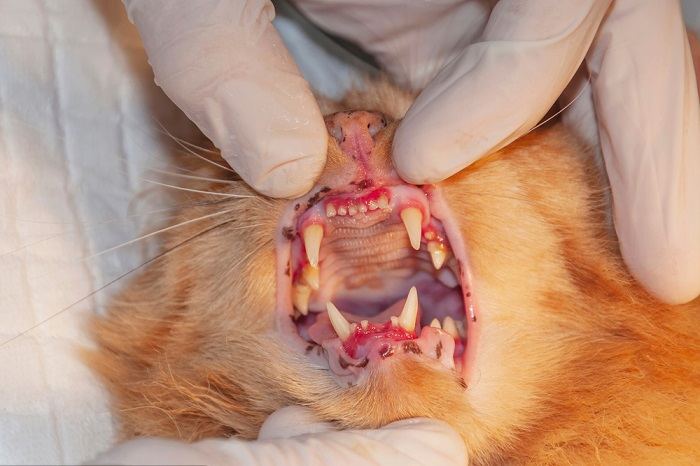 Image illustrant une vue rapprochée des dents et des gencives d'un chat montrant des signes de maladie.