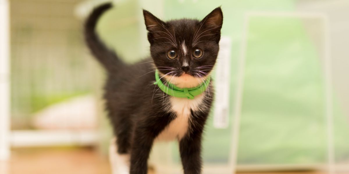 Le chat porte un collier anti-puces