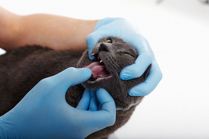 examen d'un chat chez le vétérinaire