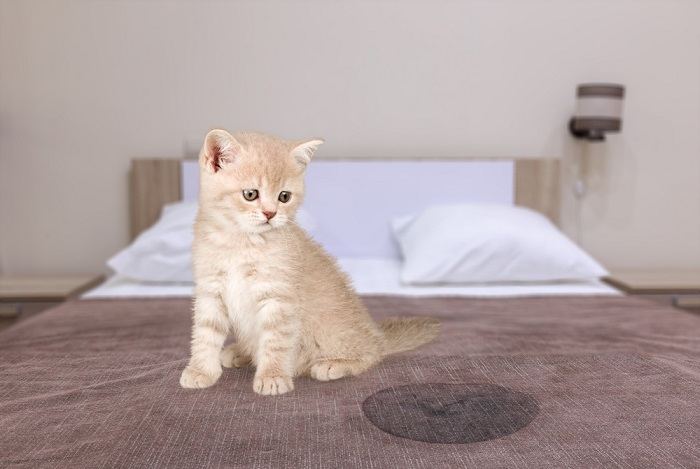 chat gris assis près de l'humidité ou de la pisse