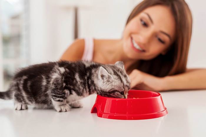 chaton mangeant de la nourriture dans le bol