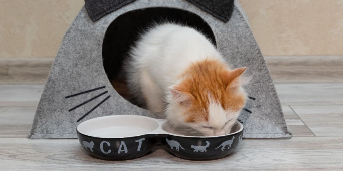 un chaton mange de la nourriture dans un bol