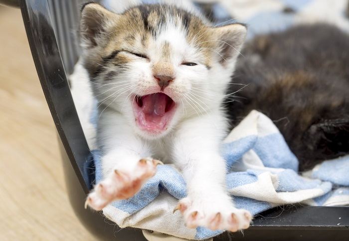 chaton qui se réveille