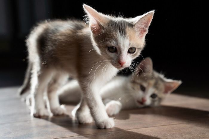 chatons sur le plancher en bois