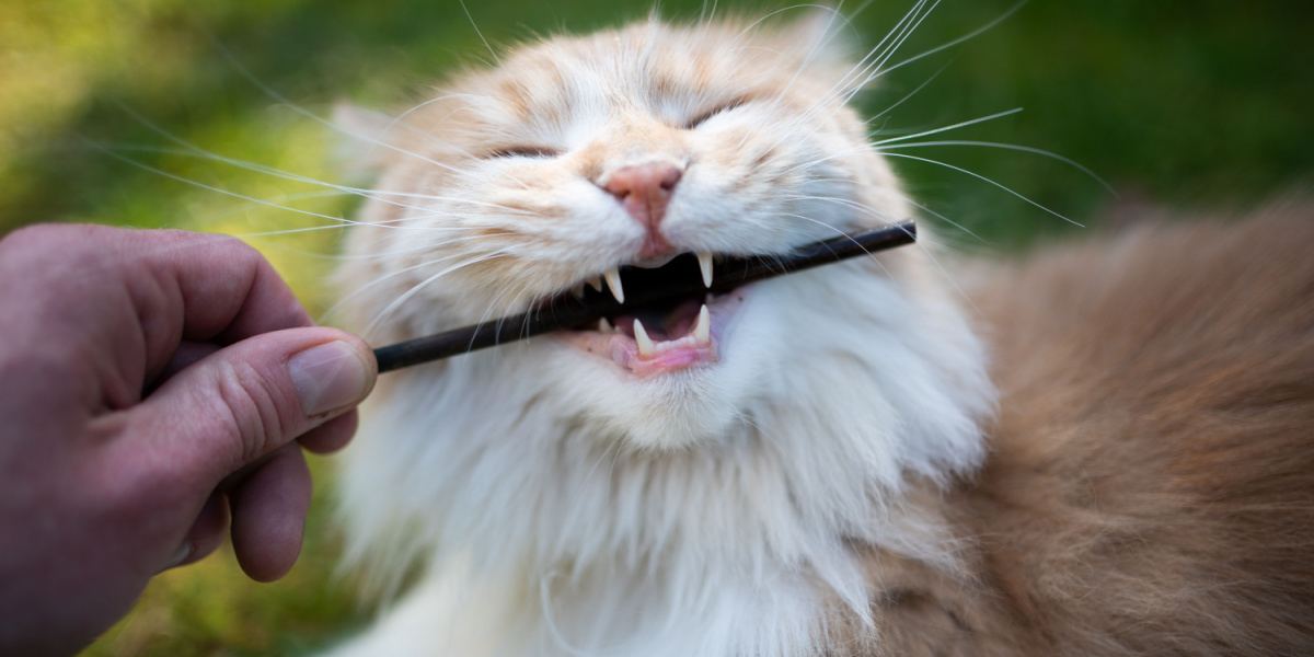 Le chat Maine Coon adopte un comportement naturel en mâchant un bâton.