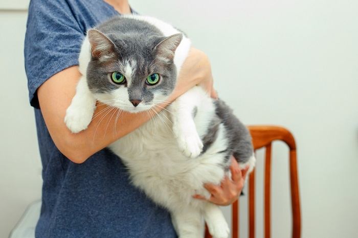 chat obèse dans les mains de la femme