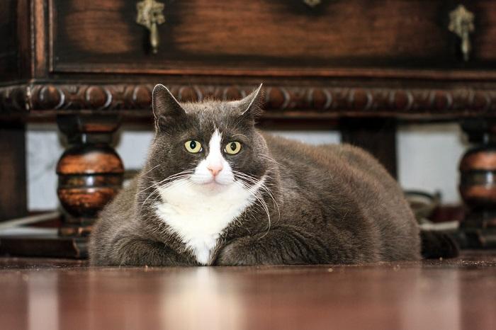 chat obèse couché à l'intérieur