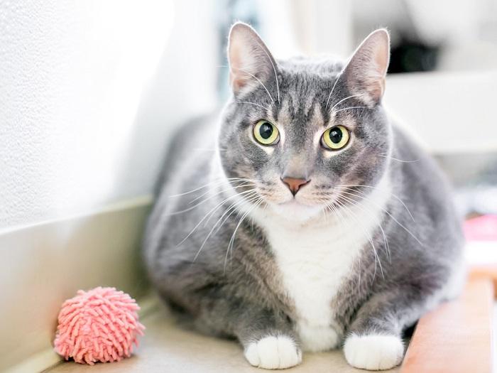 chat domestique à poil court en surpoids