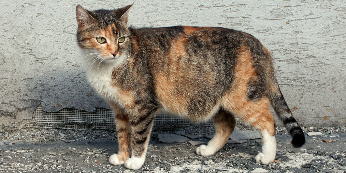 Chatte enceinte qui se promène