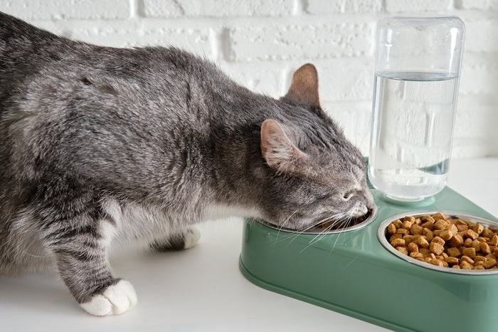 chat qui boit de l'eau