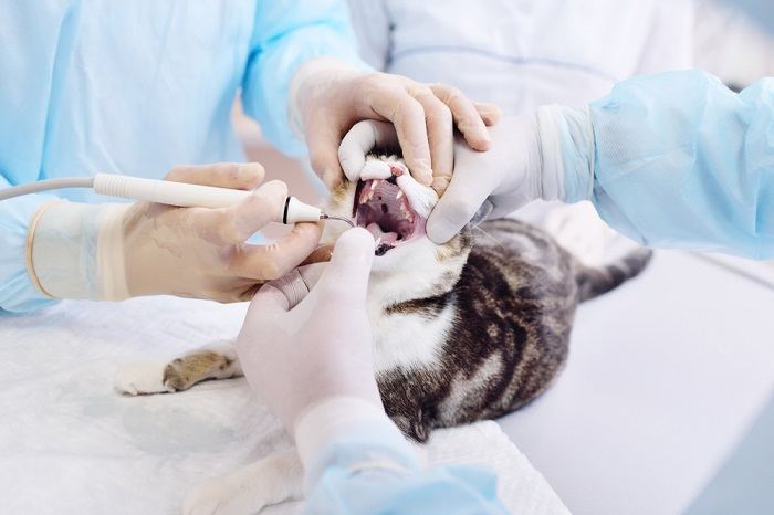 le vétérinaire examine les dents du chat