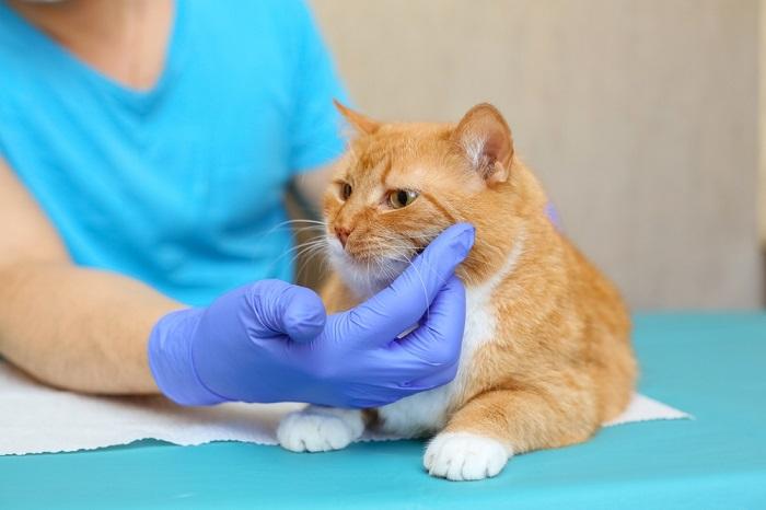 Vétérinaire examinant un chat malade