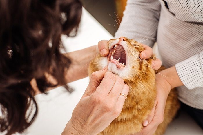 Le vétérinaire vérifie la bouche du chat