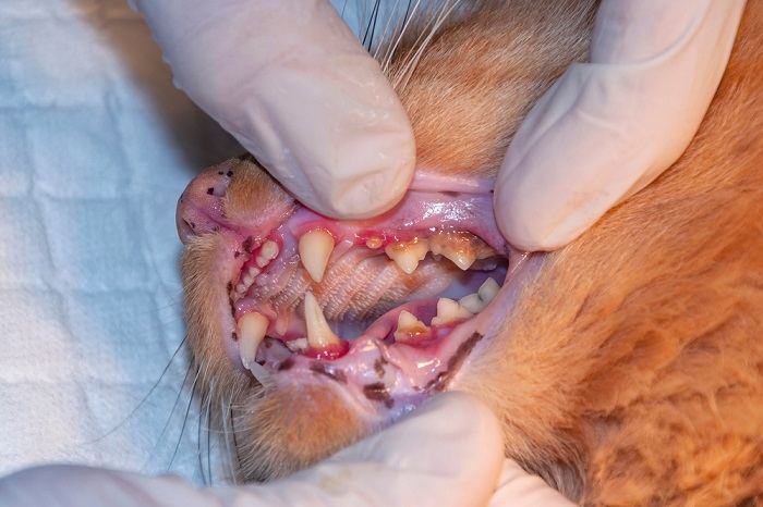 Vétérinaire examinant les dents d'un chat dans une clinique.