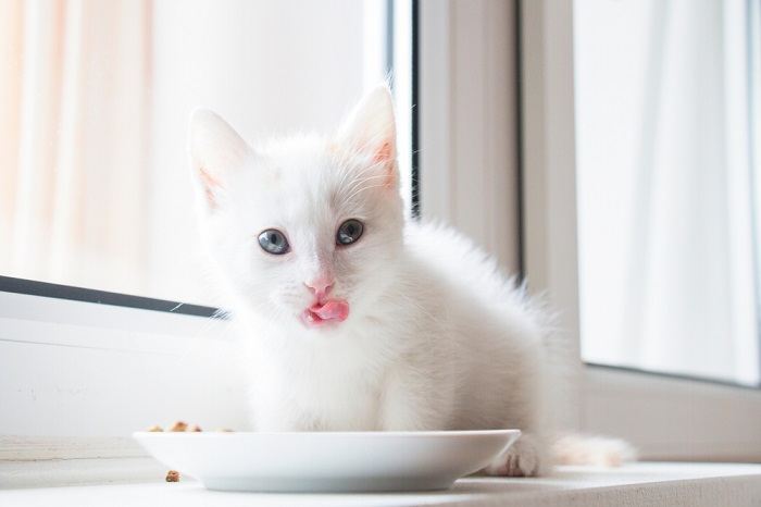 chaton blanc lèche après avoir mangé