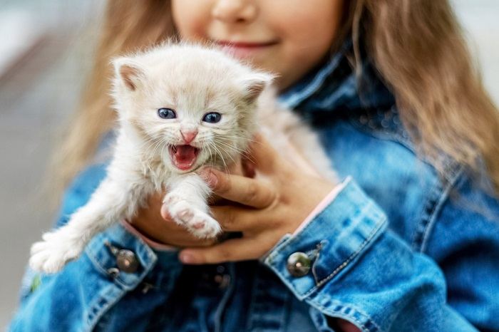 un chaton blanc miaule dans les bras d'une fille