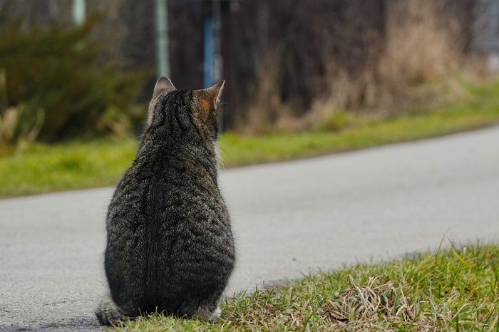 Un chat rayé gris est assis en arrière