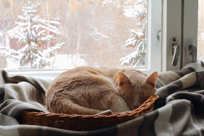 Un chat roux dort dans un panier près de la fenêtre