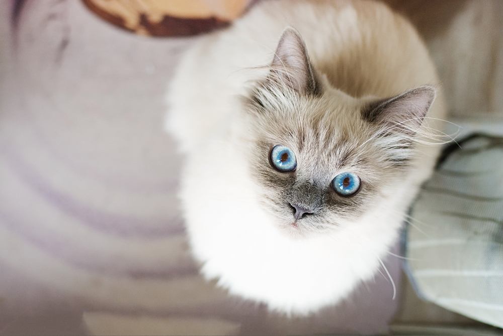 Un chat blanc en position accroupie avec de grands yeux surpris