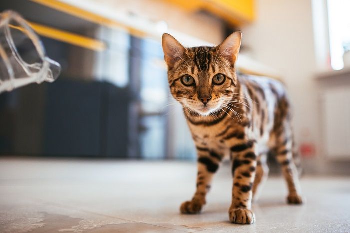 Le chat du Bengal marche sur le sol de la cuisine