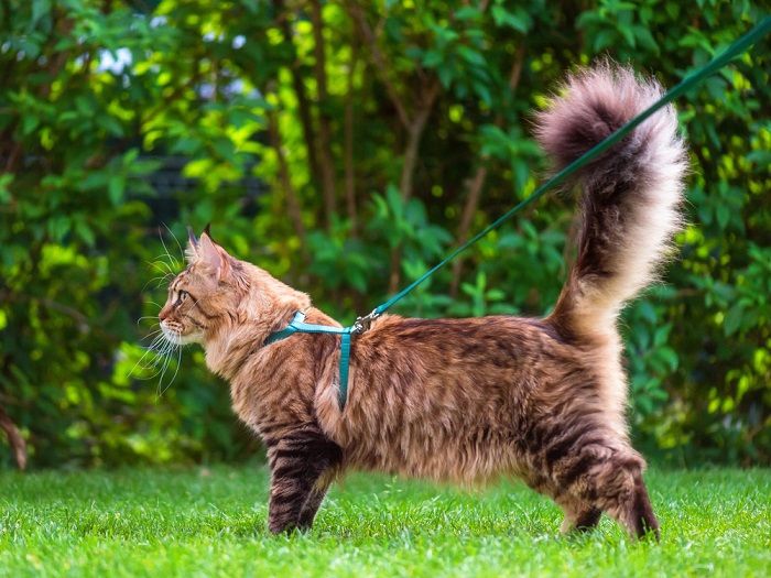 Chat Maine Coon tabby noir avec laisse