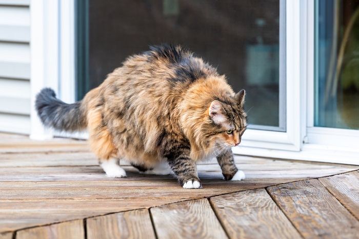 Chat à l'air raide et gras sur une terrasse