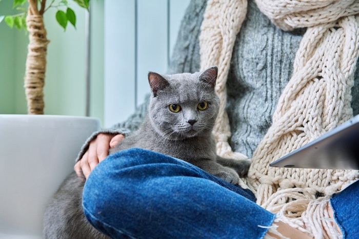 Gros plan d'un chat se prélassant près de son propriétaire